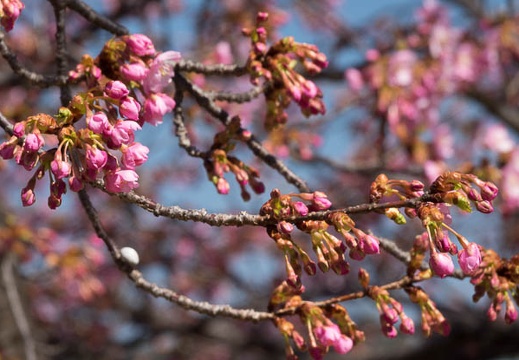 201703111219-DSC05813RX10M3.jpg