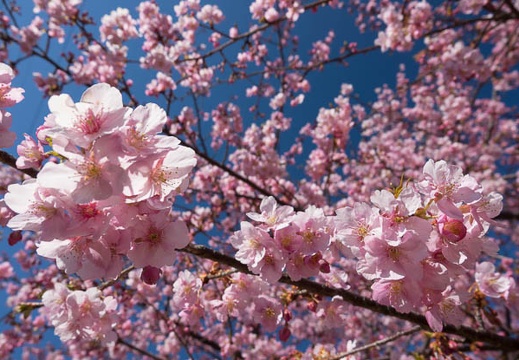 03.11 乙川の河津桜