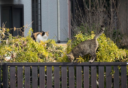 201703120921-DSC05994RX10M3.jpg