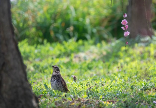 201703121405-DSC06476RX10M3.jpg