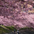 201703161204-DSC06691RX10M3.jpg