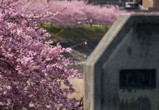 201703161245-DSC06798RX10M3.jpg