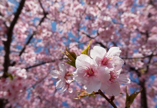 03.16 乙川の河津桜
