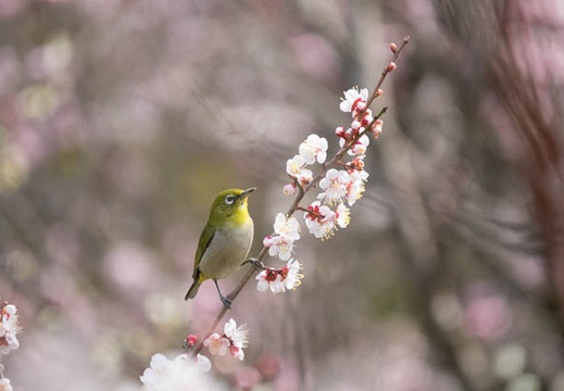 201703181137-DSC06983RX10M3.jpg