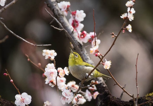 201703181138-DSC06992RX10M3.jpg