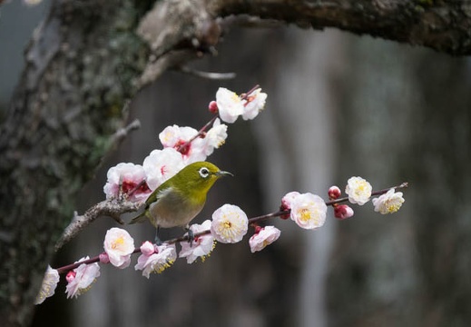201703181141-DSC07020RX10M3.jpg