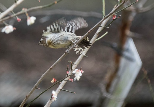 201703181220-DSC07154RX10M3.jpg