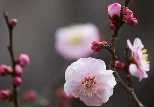 201703181316-DSC07324RX10M3.jpg