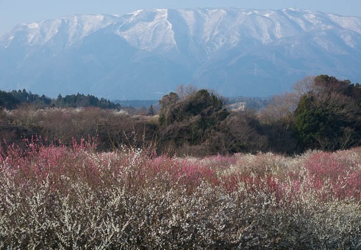 201703200738-DSC07414RX10M3.jpg