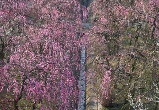 201703200748-DSC07430RX10M3.jpg