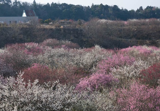 201703200750-DSC07437RX10M3.jpg