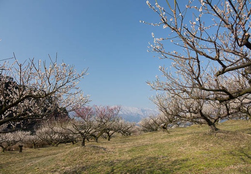 201703200828-DSC07527RX10M3.jpg