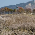 201703200835-DSC07547RX10M3.jpg