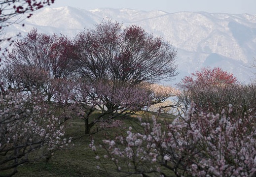 201703200839-DSC07560RX10M3.jpg