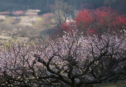 201703200855-DSC07607RX10M3.jpg