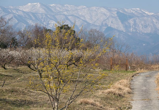 201703200904-DSC07627RX10M3.jpg