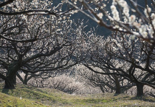 201703200926-DSC07677RX10M3.jpg