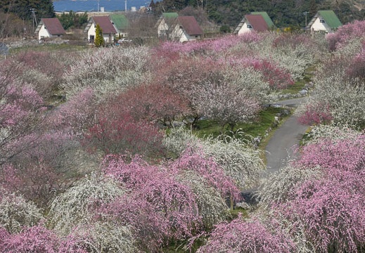 201703200945-DSC07726RX10M3.jpg