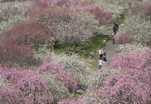 201703200948-DSC07739RX10M3.jpg