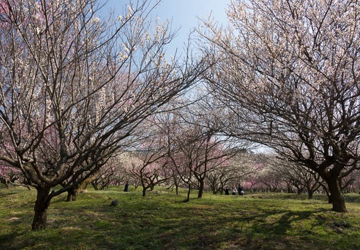 201703201001-DSC07754RX10M3.jpg