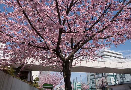 201703221225-DSC08138RX10M3.jpg