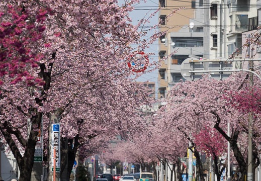 201703221324-DSC08321RX10M3.jpg