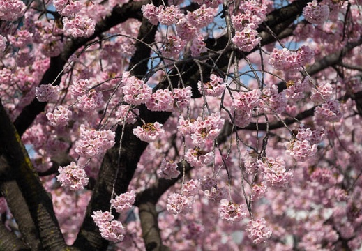 201703221330-DSC08347RX10M3.jpg
