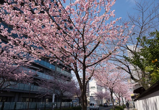 201703221336-DSC08362RX10M3.jpg