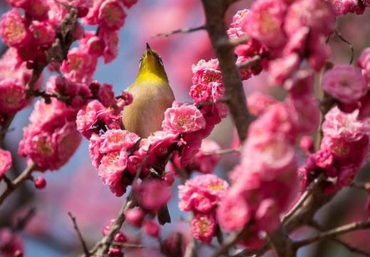 201703221422-DSC08419RX10M3.jpg