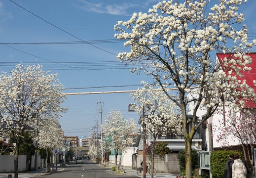 201703221455-DSC08528RX10M3.jpg