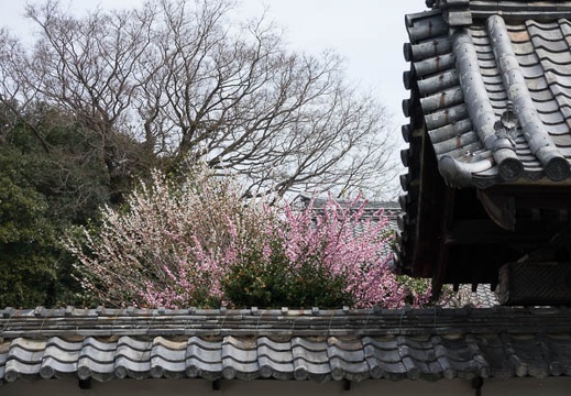 201703251205-DSC08572RX10M3.jpg