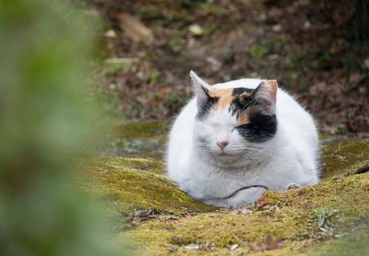 201703251305-DSC08700RX10M3.jpg