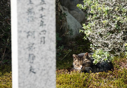 201703251333-DSC08793RX10M3.jpg