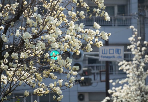 201703281315-DSC09449RX10M3.jpg