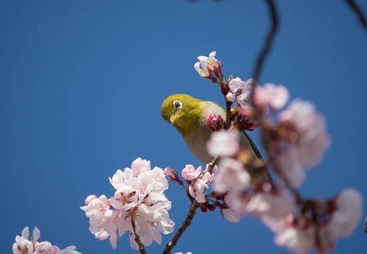 201703281411-DSC09599RX10M3.jpg