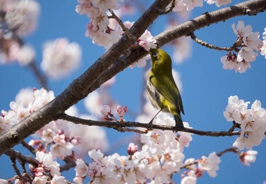 201703281419-DSC09673RX10M3.jpg