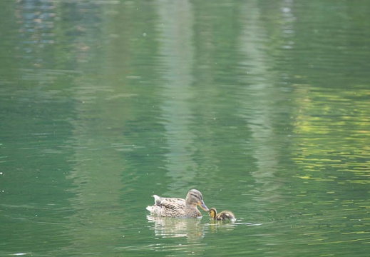201703301302-DSC09939RX10M3.jpg