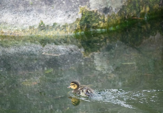 201703301309-DSC09971RX10M3.jpg