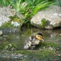 201703301426-DSC00276RX10M3.jpg