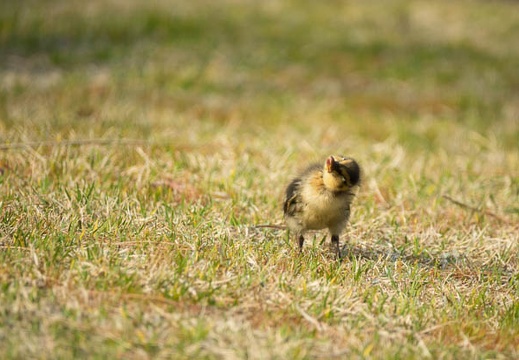 201703301524-DSC00610RX10M3.jpg