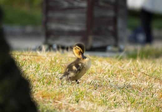 201703301525-DSC00618RX10M3.jpg