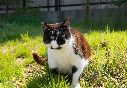 201704021008-DSC00694RX10M3.jpg