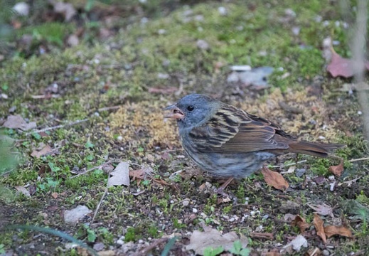 201704021353-DSC00749RX10M3.jpg