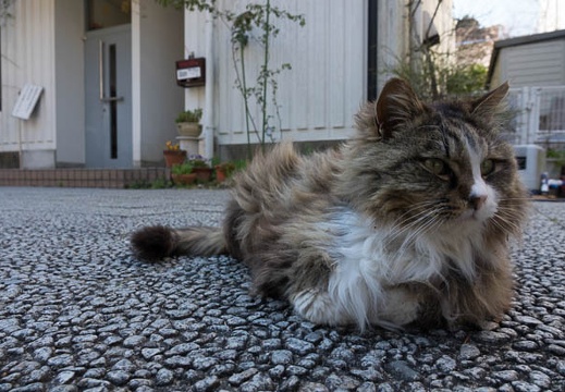 201704021357-DSC00781RX10M3.jpg