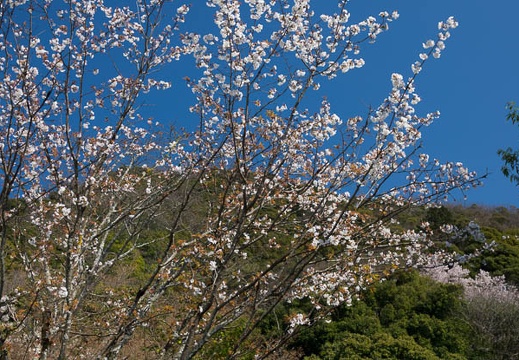 201704021357-DSC00784RX10M3.jpg