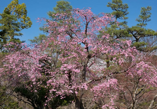 201704021405-DSC00801RX10M3.jpg