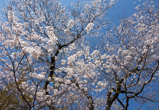 201704021409-DSC00816RX10M3.jpg