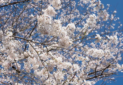 201704021421-DSC00844RX10M3.jpg