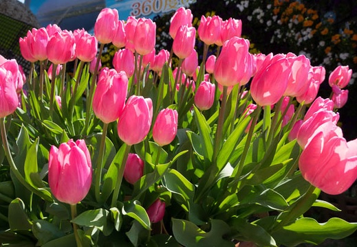 201704031057-DSC01076RX10M3.jpg