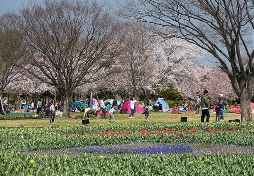 201704031116-DSC01129RX10M3.jpg